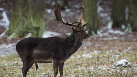 Male-deer-looks-around-the-snowy-forest-in-Czechia---profile-shot