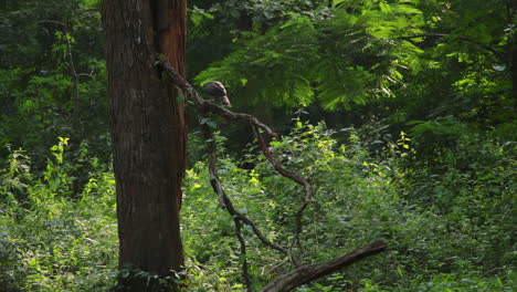 crested hawk-eagle perched on branch in lush forest during afternoon safari