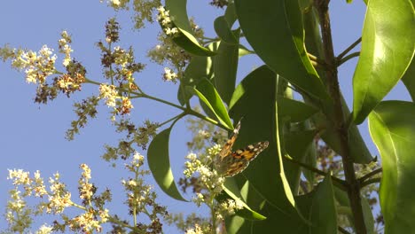hermosa dama pintada mariposa alimentándose de flor blanca con hojas verdes