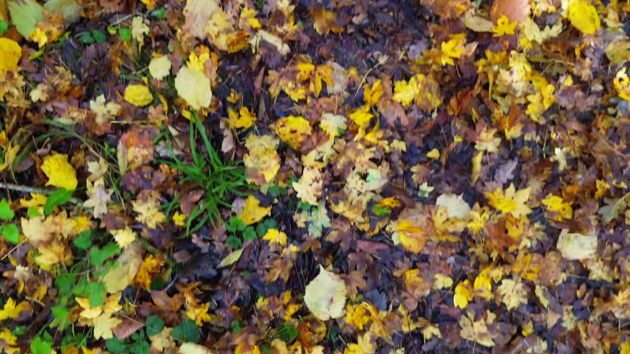 Top-down view of a forest floor blanketed in vibrant autumn leaves