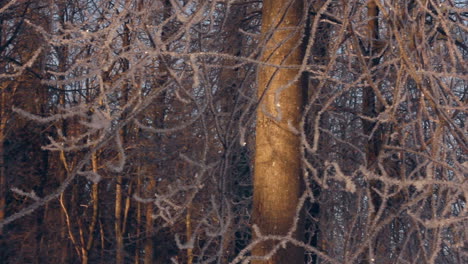 winter background. tree branches covered with snow in winter forest