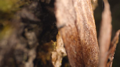 Bosque-Y-Vegetación,-árbol-Macro