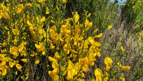 we see in the foreground the cytisus scoparius plant, also commonly called yellow broom, we see it in flower with a striking color and its thin green stems create a soft movement through the air