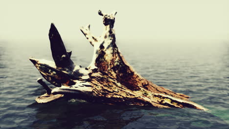 ramas y troncos de árboles muertos en el mar