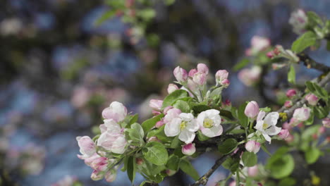 close-up of blooming apple blossoms