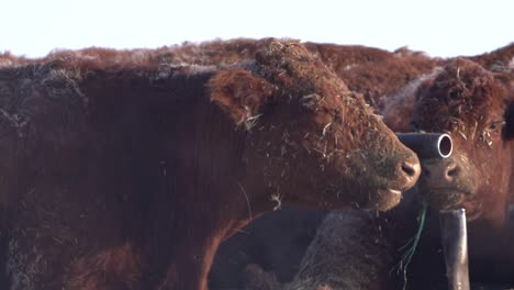 Close-shot-of-a-red-Angus-cow-with-steam-coming-out-of-his-mouth-during-the-winter-in-Canada