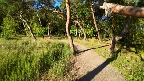 rural path through the forest in summer - drone shot