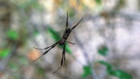 Slow-motion-extreme-close-up-of-a-black-male-orb-weaver-spider-resting-on-a-spider-web-in-a-tropical-jungle-at-the-Lapa-Doce-cave-in-the-Chapada-Diamantina-National-Park-in-Bahia,-northeastern-Brazil