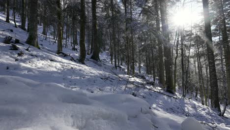 El-Sol-Irrumpe-Por-Las-Laderas-De-Las-Montañas-Cubiertas-De-Nieve-Y-Abetos.