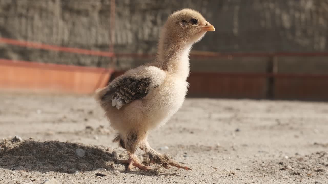 Charming baby chicken chirping and wandering across a sunny farm setting