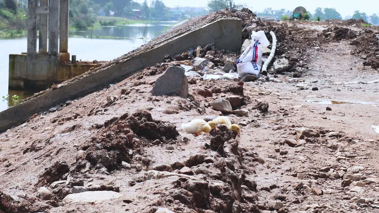 오리 는 진 이 있는 강변 을 따라 다