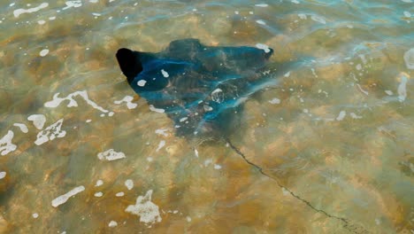 Observe-the-elegant-Stingray-as-it-gracefully-moves-beneath-the-ocean-waves,-a-mesmerizing-underwater-ballet-in-its-natural-habitat