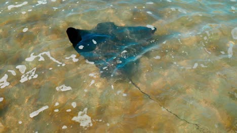 observe the elegant stingray as it gracefully moves beneath the ocean waves, a mesmerizing underwater ballet in its natural habitat