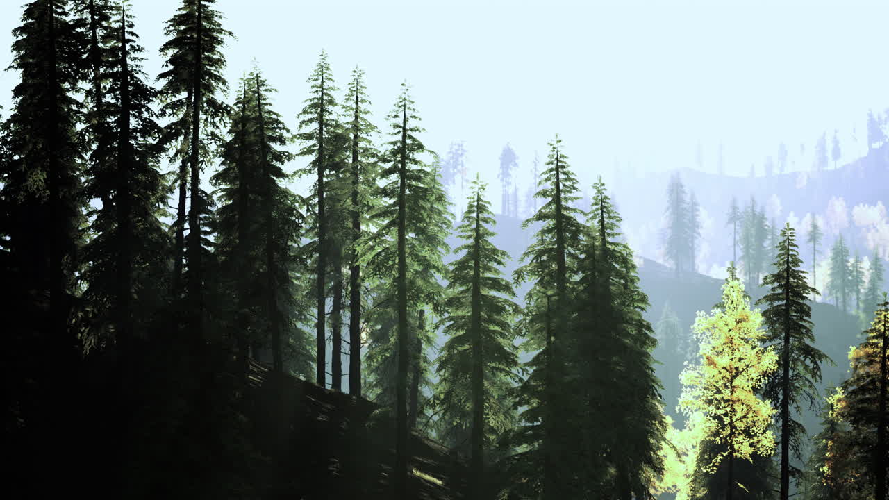 Sunlight filters through tall evergreen trees in a serene forest