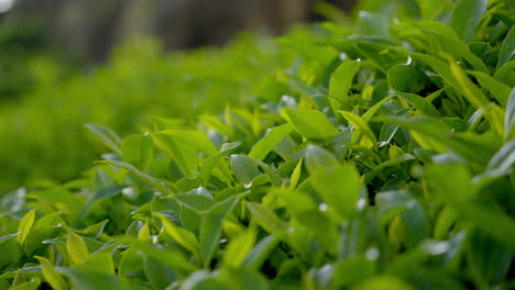 hermosas plantas de té