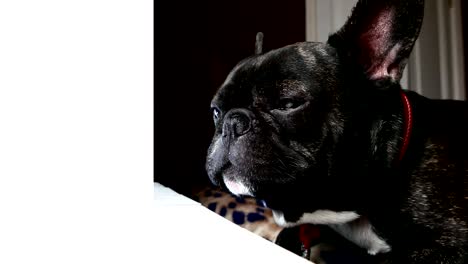 raza de perro bulldog francés aullidos tristes
