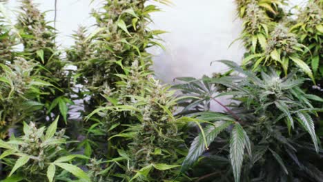 toma en cámara lenta de plantas de cannabis que crecen en una tienda de cultivo durante la etapa de floración