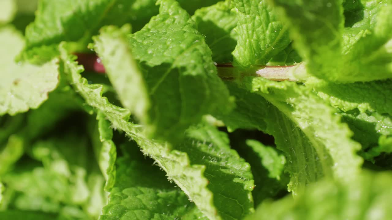 Green leaves of fresh fragrant mint with water drops close-up. High quality 4k footage