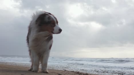 Pastor-Australiano-Resistiendo-Fuertes-Vientos-Tormentosos-En-Una-Playa-De-Arena-Junto-Al-Océano-Atlántico