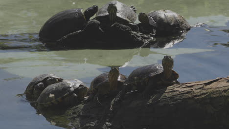 turtles sumbathing near water shot