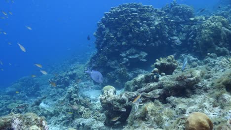 estilo fpv: paisaje marino con varios peces, corales y esponjas en el arrecife de coral del mar caribe, curacao