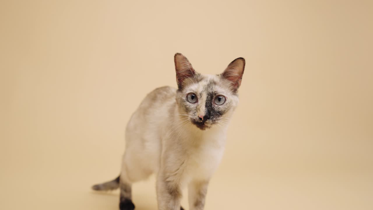 Gatto domestico in piedi che si guarda intorno su sfondo beige