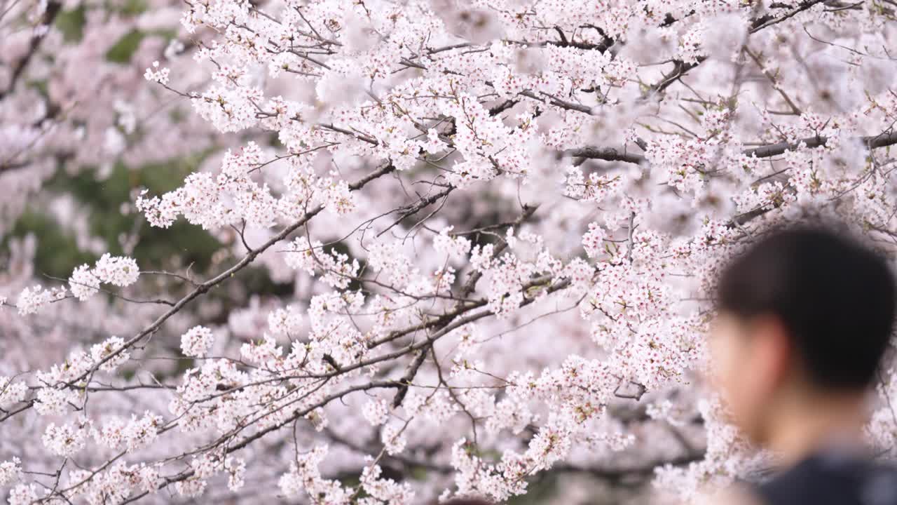 桜が満開にいています
