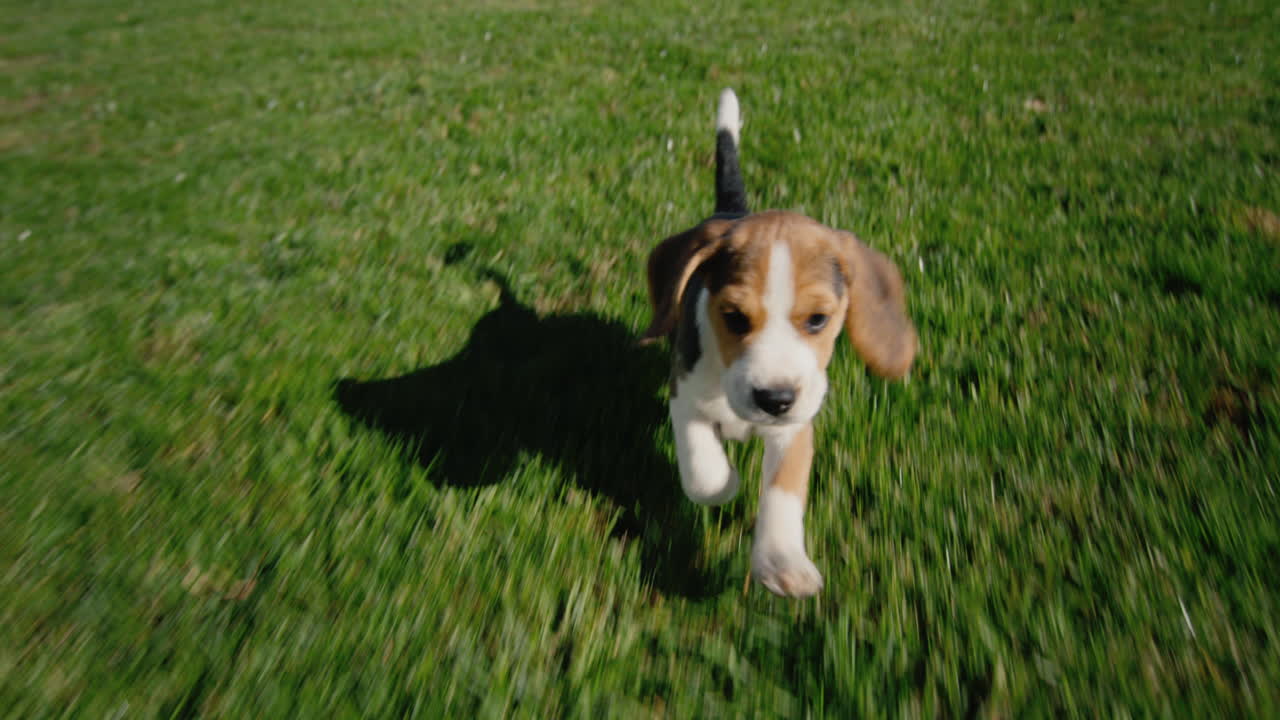un gracioso cachorro de beagle de pura raza corre sobre la hierba verde. seguimiento de vídeo en cámara lenta