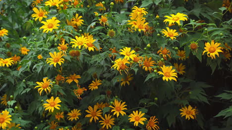 Gloria-Del-Jardín:-Arbusto-De-Girasoles-Silvestres-En-Plena-Floración