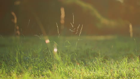 Dünne-Halme-Und-Ähren-Des-Grases-Glänzen-Im-Gegenlicht-Der-Morgensonne