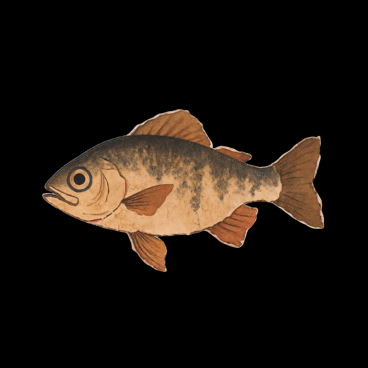 Vintage fish illustration art animation isolated asset, transparent 4K video, alpha channel, ProRes