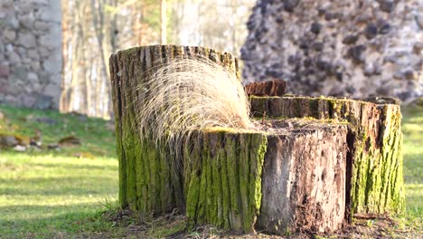 massive stump of fallen tree in rural landscape, close up static view