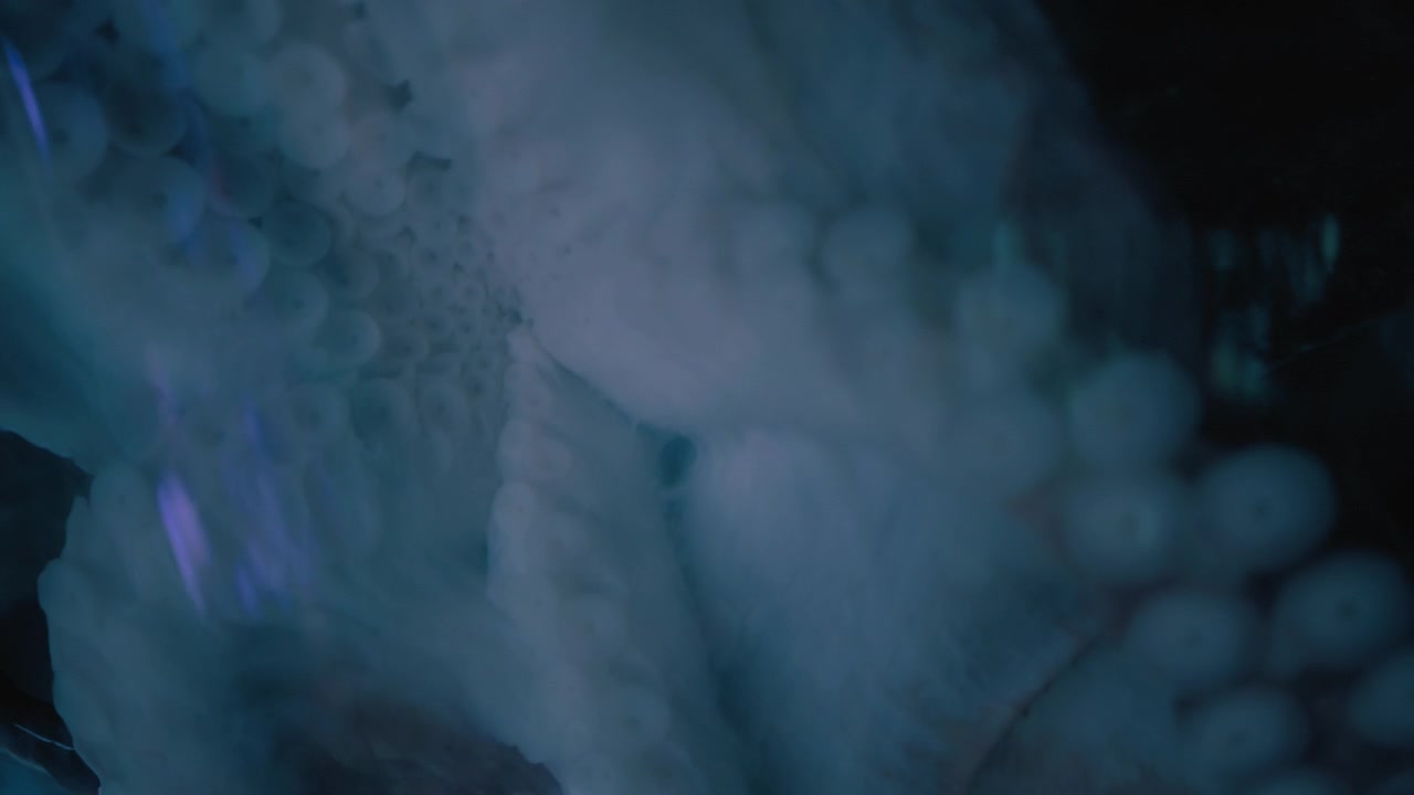 Ventose bianche di un polpo gigante del Pacifico
