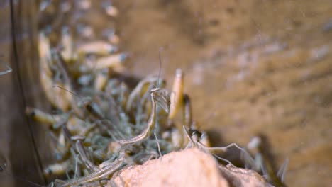 close-up-macro-view-of-baby-praying-mantises-fighting-and-climbing-on-each-other