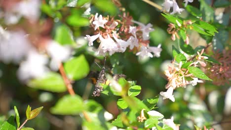 Hummingbird-Hawk-moth--Flying-in-Slow-Motion