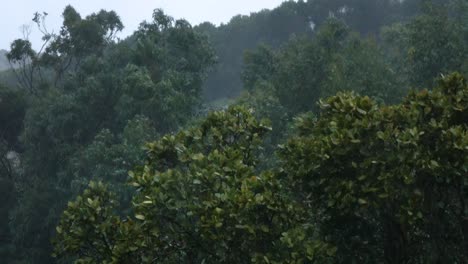 rain-storm-in-forest-on-mountainside