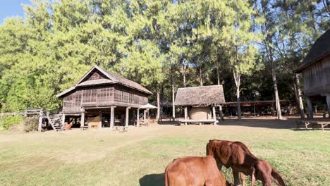 cows graze peacefully by traditional thai houses