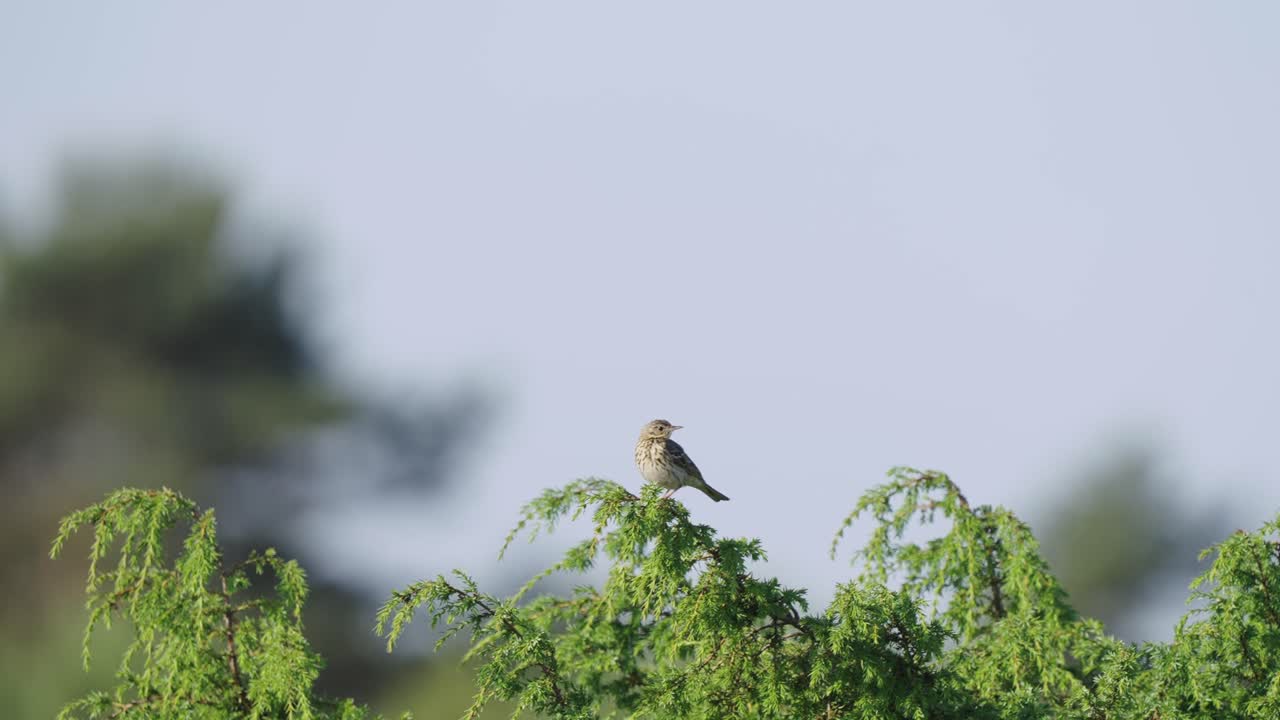bokeh 배경 녹색 지점에 자리 잡고 여성 stonechat