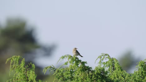 Hembra-Stonechat-Posado-En-Rama-Verde-Contra-El-Fondo-Bokeh