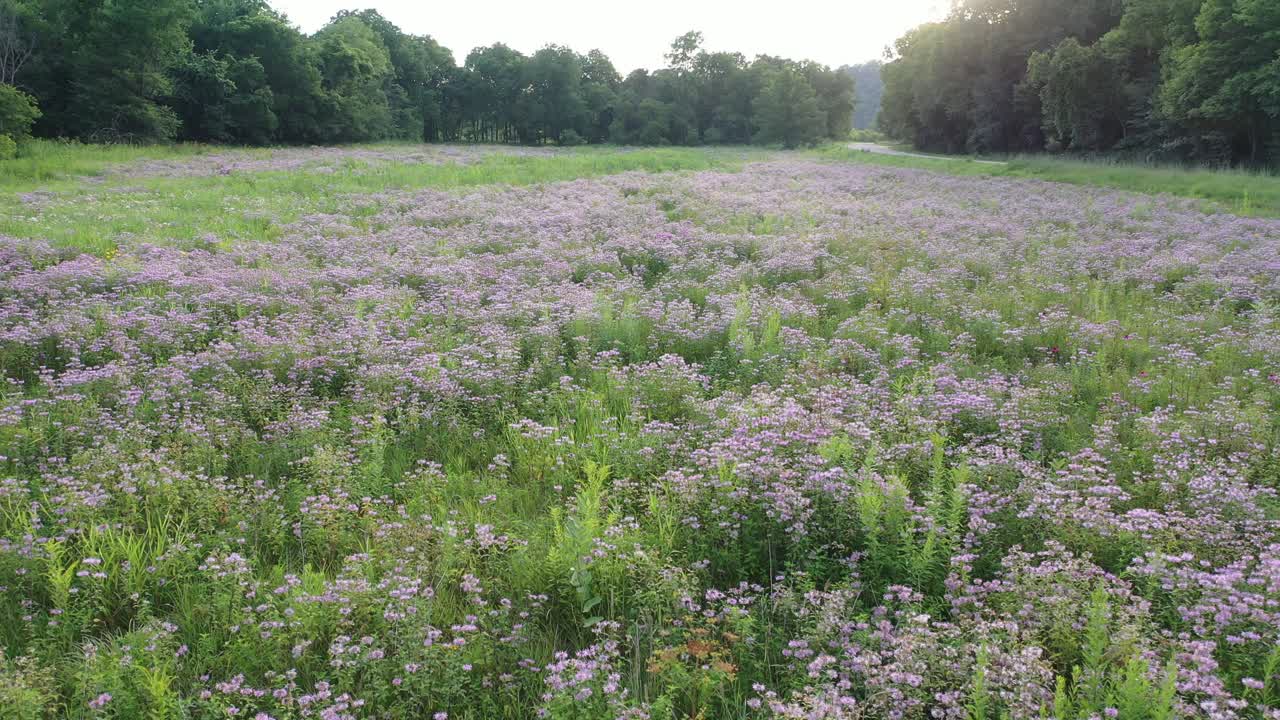 나무 와 열린 공간 을 가진 보라색 야생 꽃 들판
