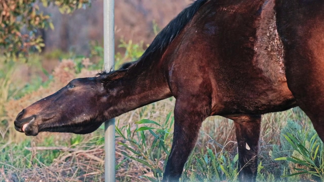Divertida escena de un caballo salvaje marrón rascándose el cuello que le pica en un poste.