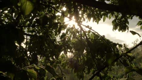 Group-of-runners-silhouette-through-warm-sun-shining-through-tree-branches-in-forest