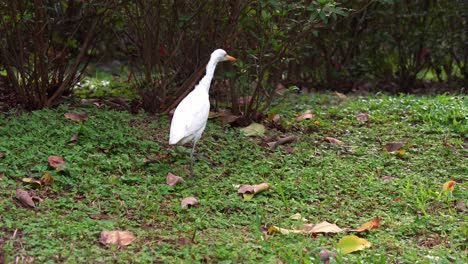 wild great egret, ardea alba walking on the forest ground, foraging for insects, stalking its prey at the park