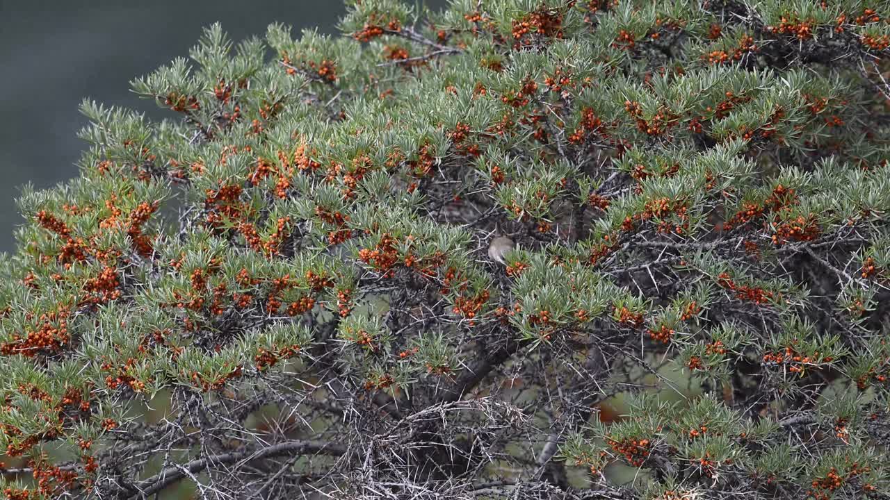 pájaro de garganta blanca menor alimentándose en los arbustos