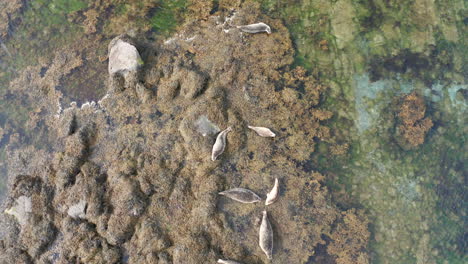 grupo de focas grises descansando sobre las rocas en un día soleado en el oeste de islandia