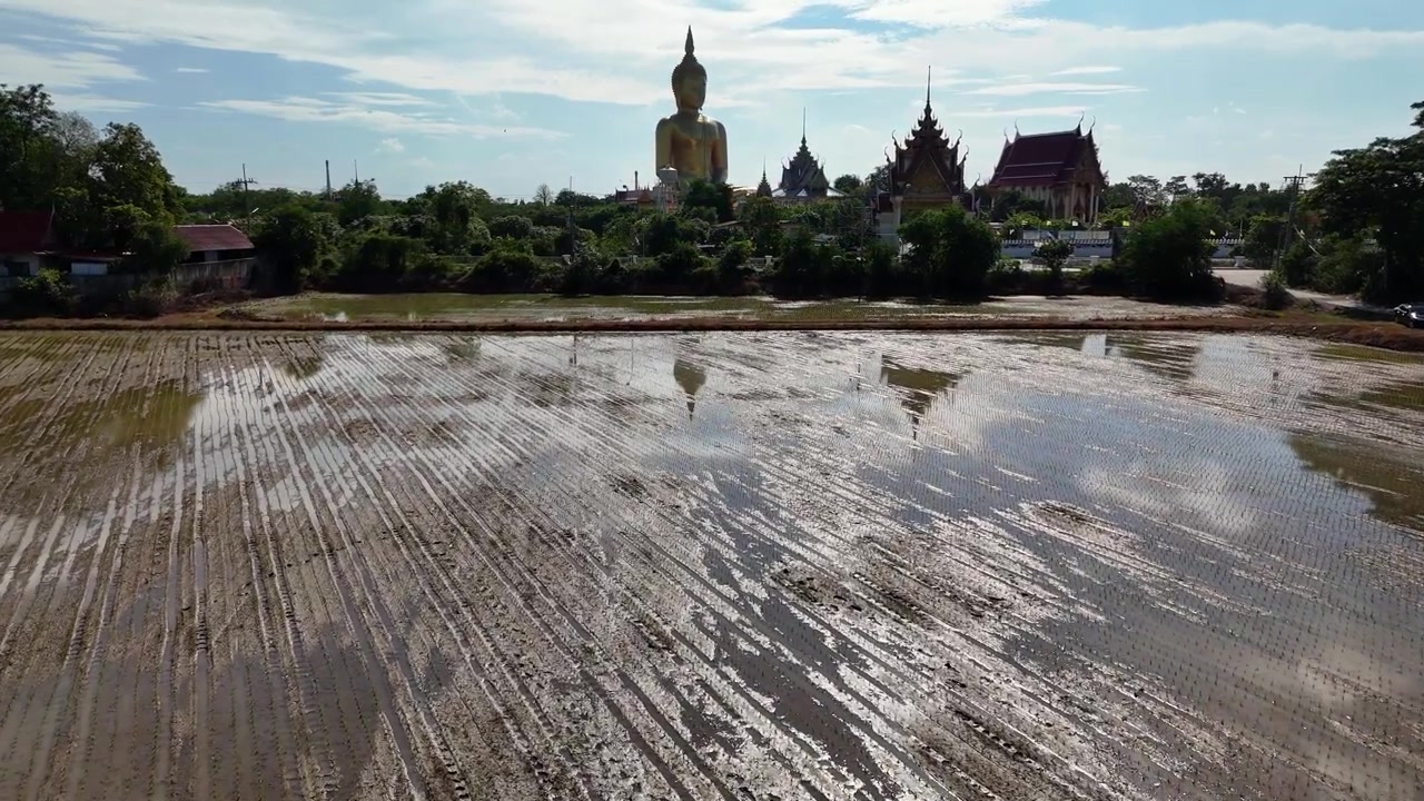 Cảnh quay từ trên cao di chuyển vào một cánh đồng lúa bao quanh tượng Phật lớn nhất Thái Lan ở Ang Thong vào một ngày nắng