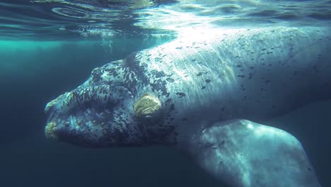 Südlicher-Glattwal-Mit-Kalb-Unter-Wasser-Auf-Der-Halbinsel-Valdes-Patagonien-Argentinien-Unterwassertrieb