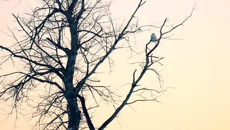 Un-Búho-Nevado-Descansa-Sobre-Una-Rama-De-árbol-Durante-Una-Hermosa-Puesta-De-Sol