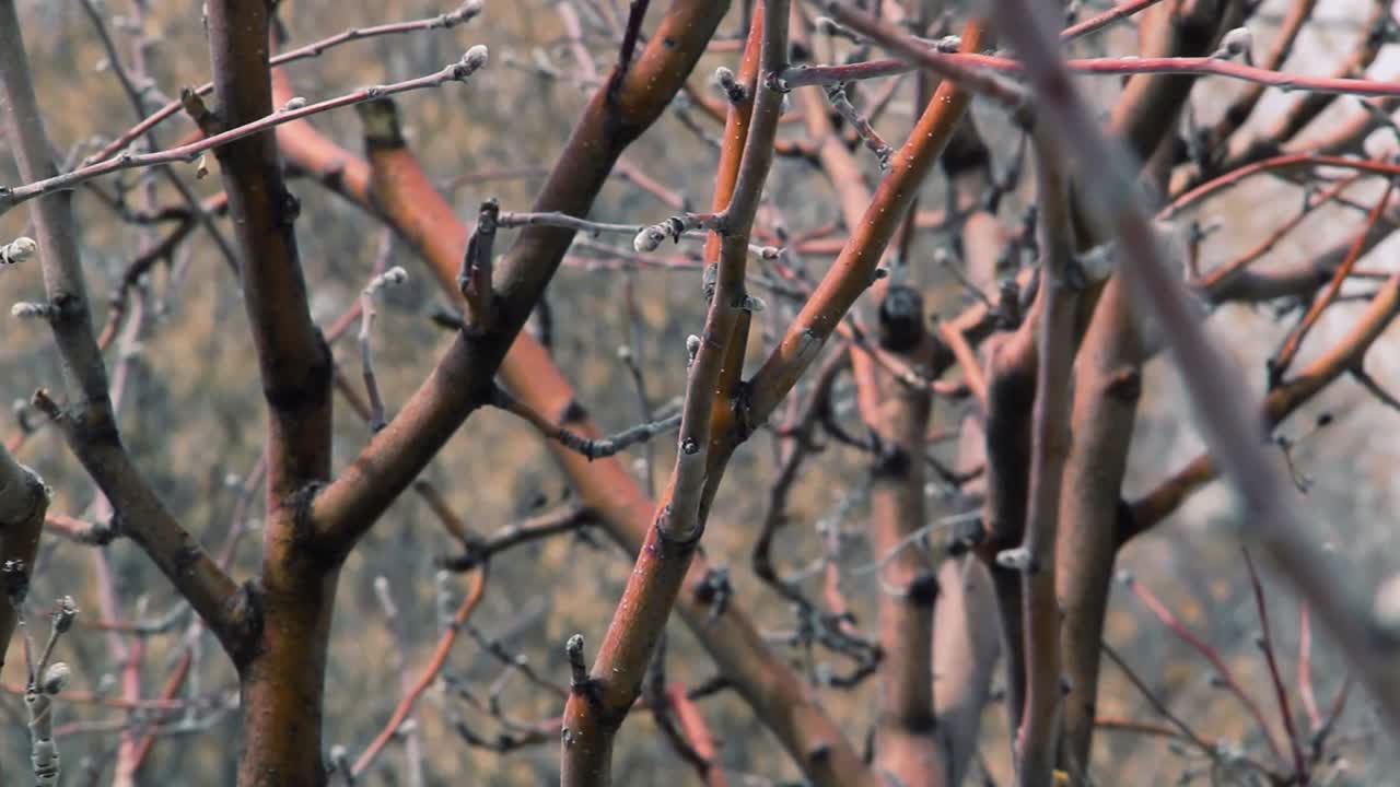 A tree trimmer trims an apple tree in the spring