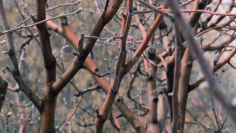 a tree trimmer trims an apple tree in the spring